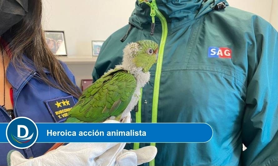 Vecino de Valdivia rescató a polluelo de cachaña de ataque de perros