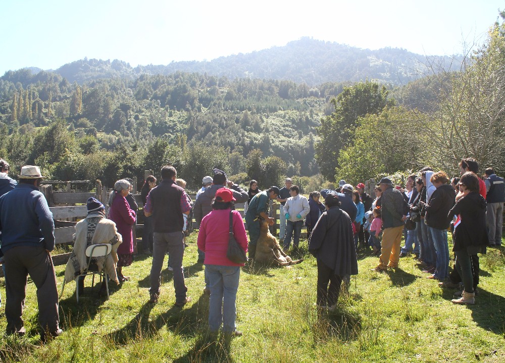 Campesinos de Los Ríos se reunieron en día de campo ovino