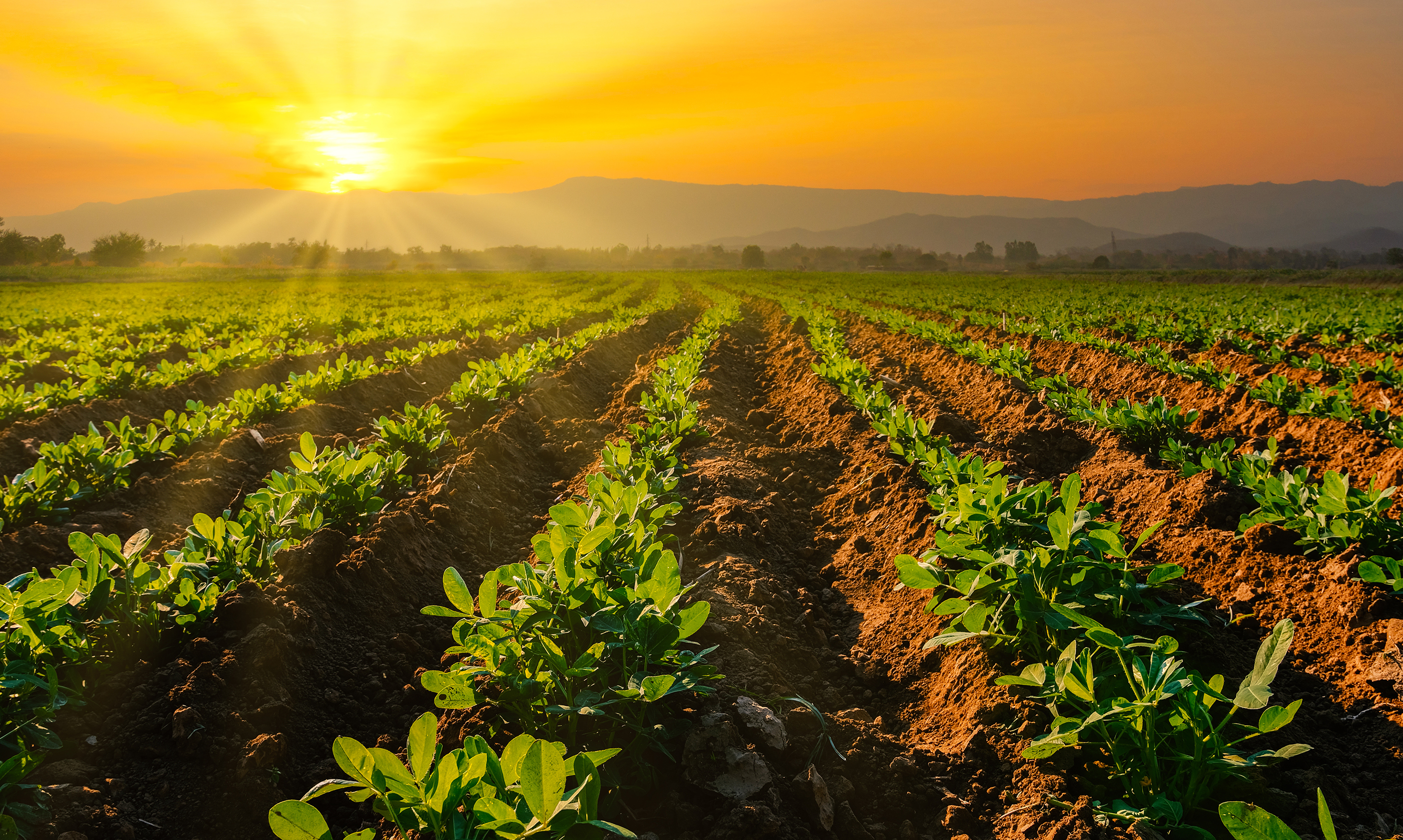 Investigadores UAI realizarán estudio sobre microorganismos que aceleran el crecimiento de plantas con miras a fortalecer una agricultura sostenible en Chile