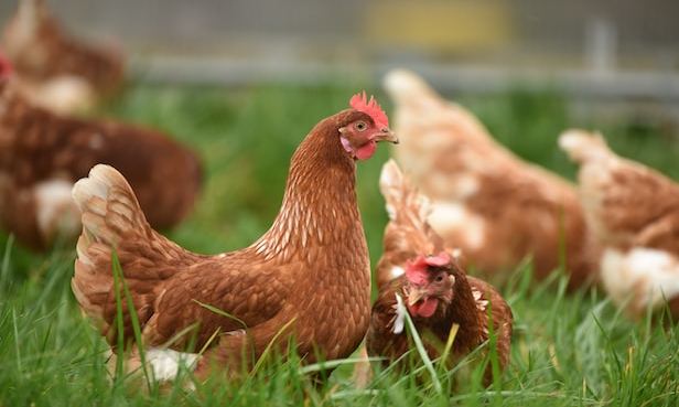Las grandes empresas de distribución de pollo en Chile revela las tendencias en el consumo de pollo en 2023