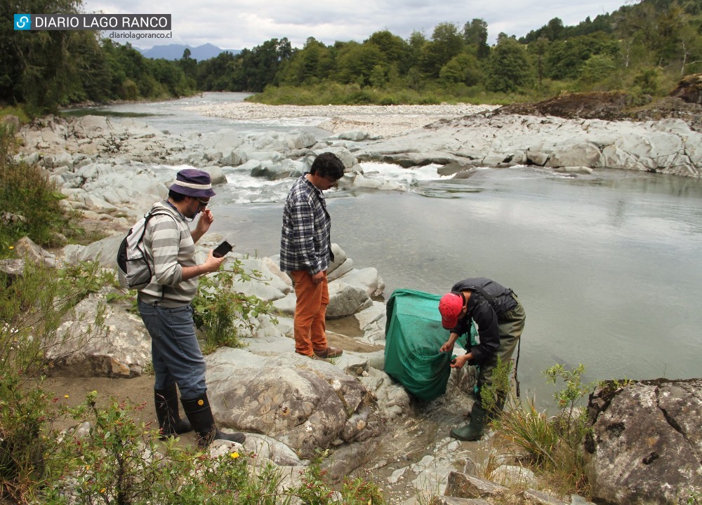 MARAVILLOSO: Inician trabajo para determinar vida acuática en los ríos que desembocan en el lago Ranco
