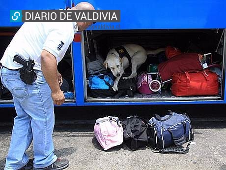 PDI detuvo a tres personas que portaban droga con destino a Vadivia y Paillaco