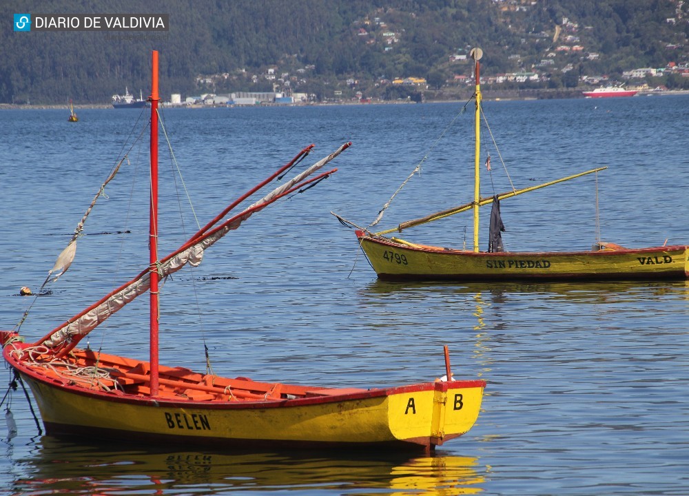 Marea Roja en Los Ríos: Prohibido extraer mariscos bivalvos, piures y algas