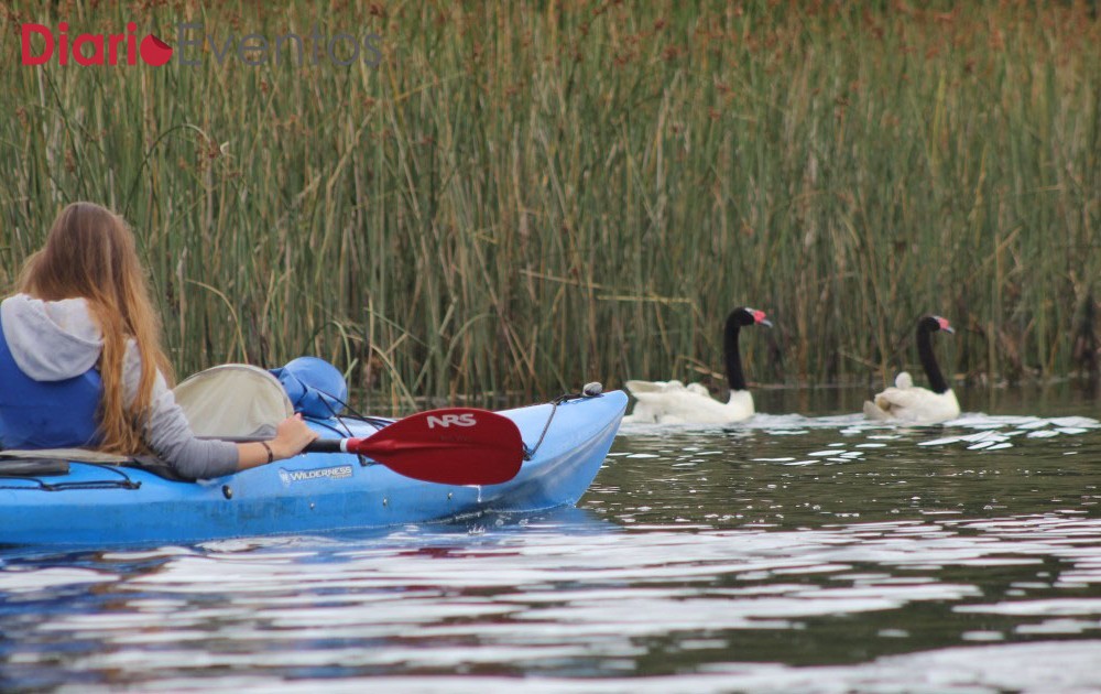 Conoce la magia de nuestros humedales con Kayak de Travesía de Río Vivo