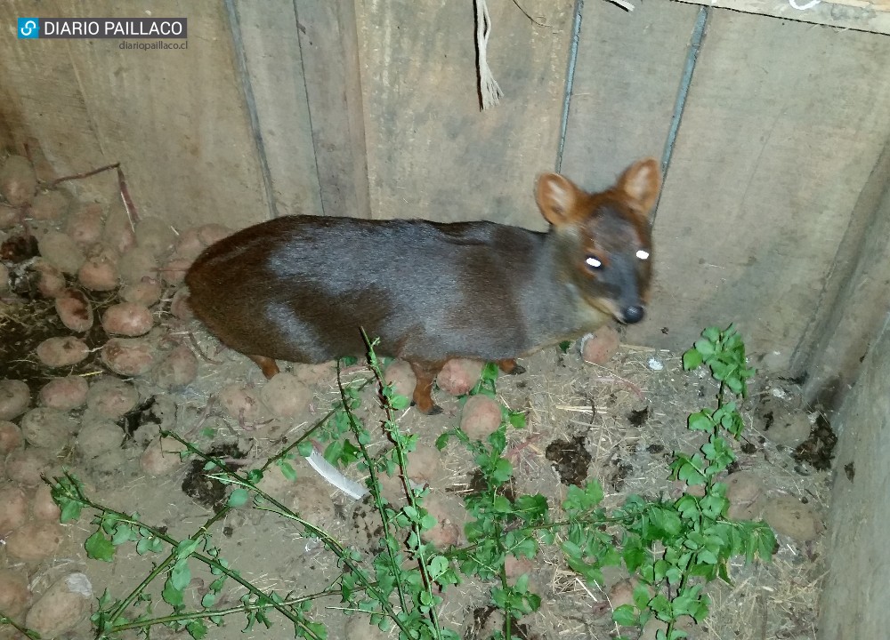 Noble gesto de taxista paillaquino salvó a un pudú de morir atropellado