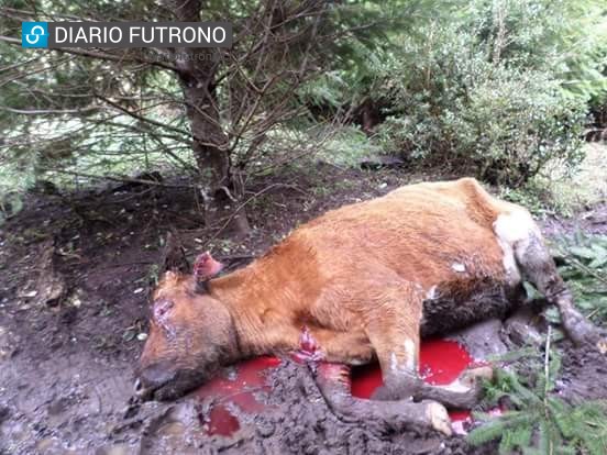 Agricultores dispuestos a tomar las armas, tras nuevo ataque de perros en Nontuelá Alto