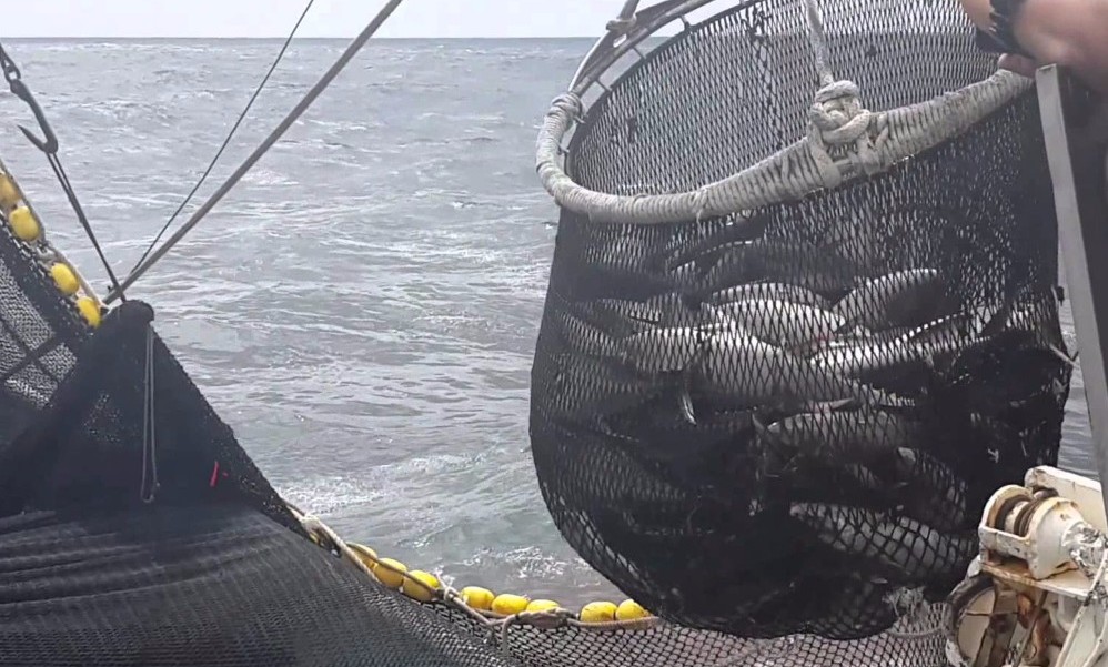 Plan de mitigación al descarte genera controversia a la hora de su aplicación entre pescadores