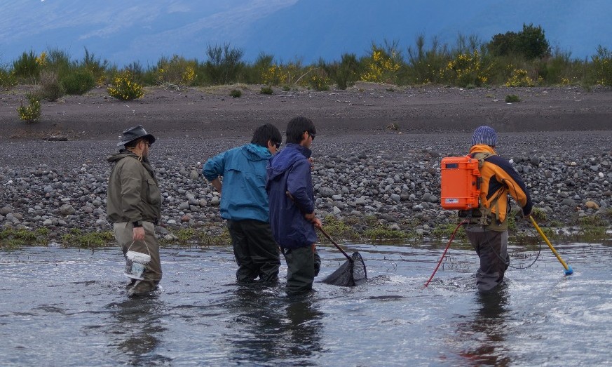 Investigadores estudian los impactos de salmónidos invasores en ríos y lagos de la región