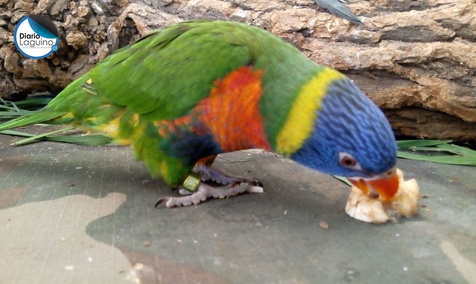 Hoy domingo último día para conocer las maravillas del Safari Austral en Los Lagos