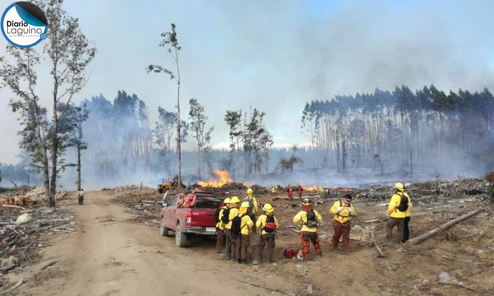 Los Lagos: Incendio afecta a predio forestal Santa Laura 