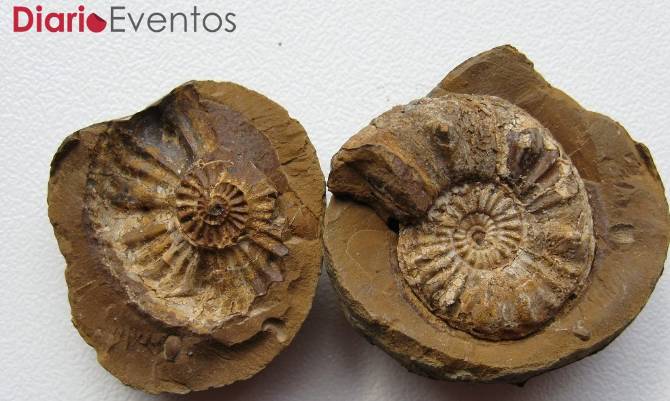 [Valdivia] Este 7 de julio se inaugura la exposición "Fósiles, un mar petrificado en el desierto"
