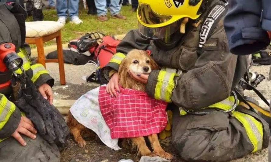 Cuerpo de Bomberos de Valdivia estudia poner en marcha equipo de rescate animal