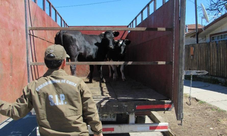 Carabineros logró detener a 3 sujetos involucrados en abigeato ocurrido en La Unión