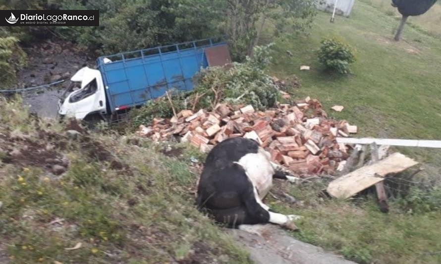 Camión chocó con vacuno en ruta Lago Ranco - Riñinahue