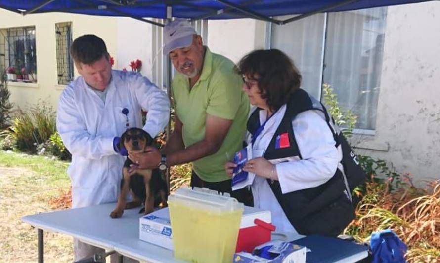Seremi de Salud realizó vacunación antirrábica gratuita de mascotas en Valdivia