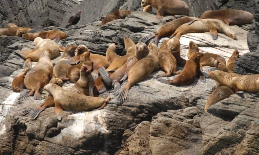 ¿Cuántos serán? Lobos marinos tendrán su propio censo