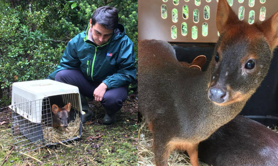 SAG devolvió a su hábitat a 6 ejemplares de fauna silvestre