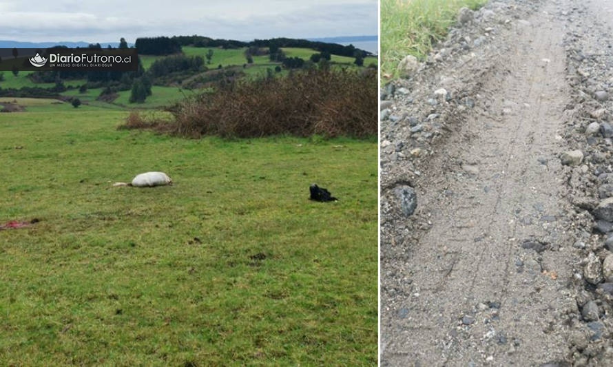 Seguidilla de delitos en Futrono: ahora faenaron dos animales en fundo Trin Trin