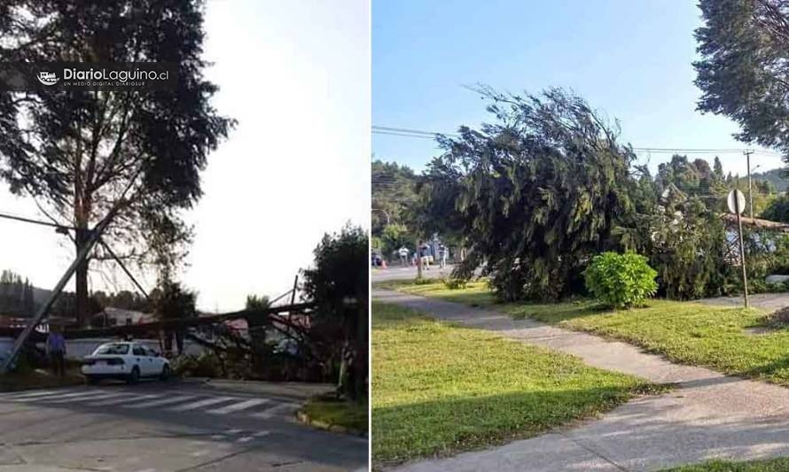 Fuertes ráfagas de viento derribaron árbol en Los Lagos