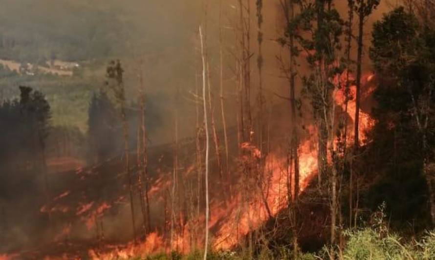 CONAF mantiene combate de incendio forestal que afecta sector El Nogal en Mariquina