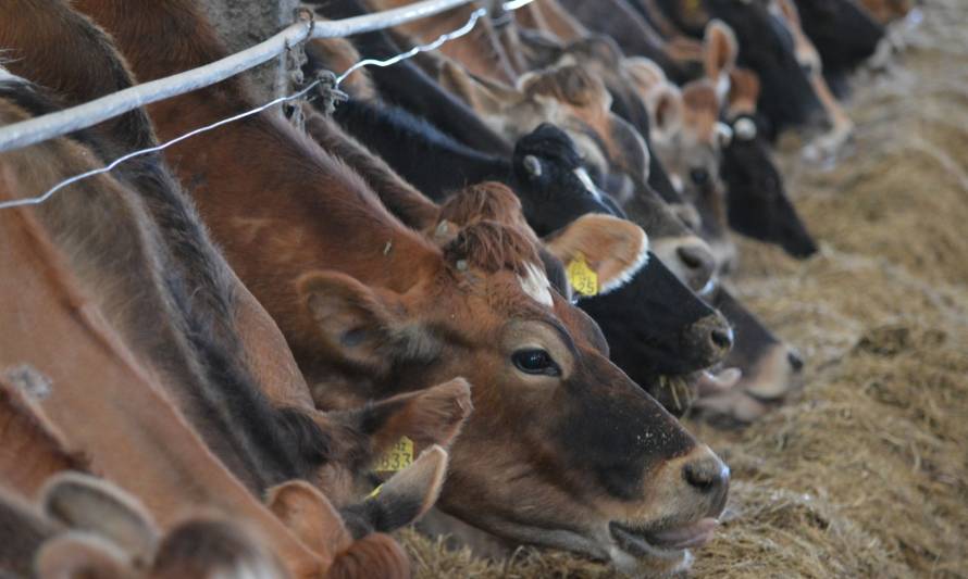  Natalie Urrutia: “En el futuro se podrá seleccionar animales por características asociadas al aprovechamiento de la dieta”