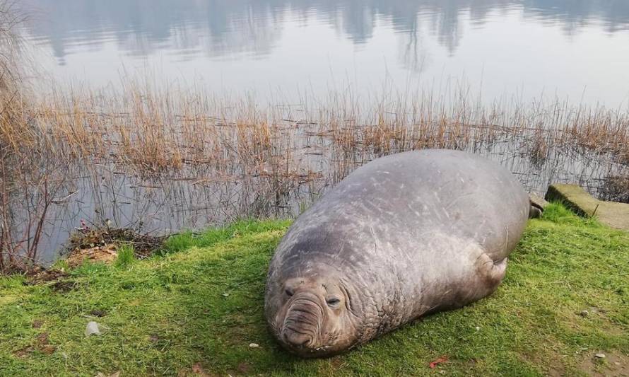 Valdivia zoológica: Ahora tenemos elefantes marinos 