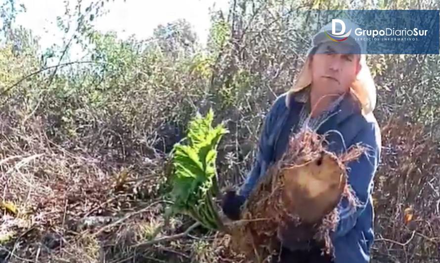 Denuncian daño ambiental en cientos de plantas de nalca en sector rural de Los Lagos