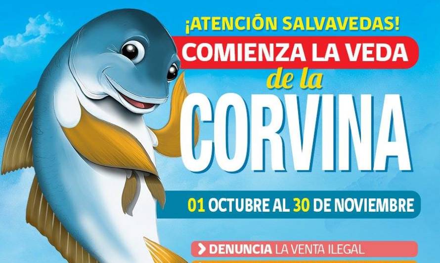 Comenzó veda de Corvina y se extenderá por los próximos 2 meses