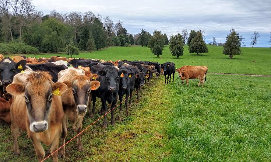 Aproval mira hacia bosque nativo para fortalecer la sustentabilidad del sector lácteo