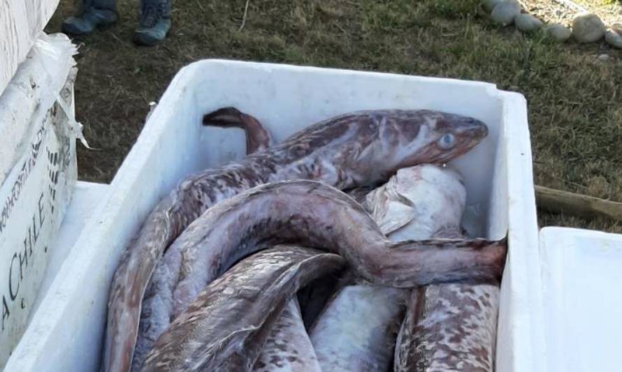 Sernapesca y Carabineros detectaron transporte de pesca ilegal en Valdivia