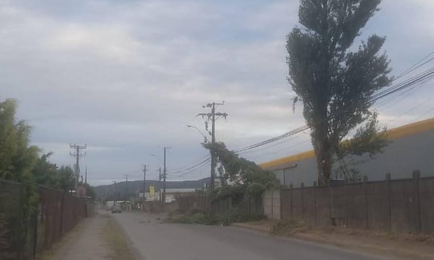 Tala de terceros ocasionó caída de árbol sobre la línea y corte de energía en Valdivia