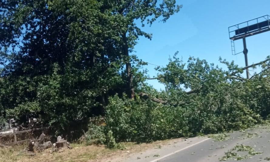 Reportan caída de árbol en salida sur de Valdivia