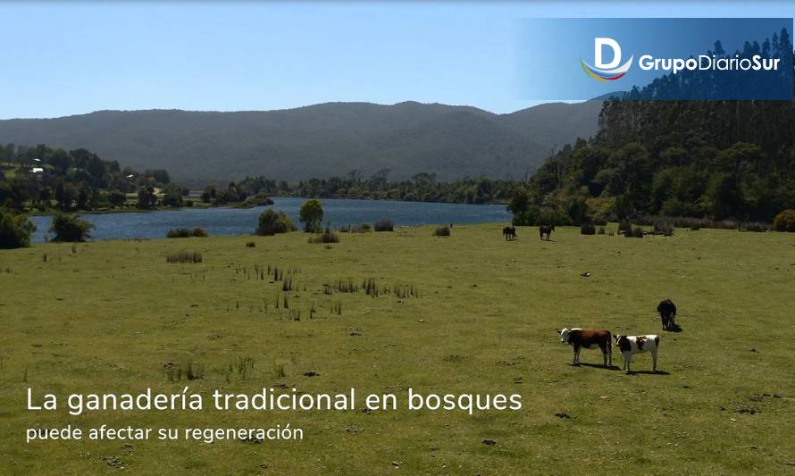 Reserva Costera Valdiviana: Comunidades fortalecen sus redes para avanzar hacia el uso de sistemas silvopastoriles