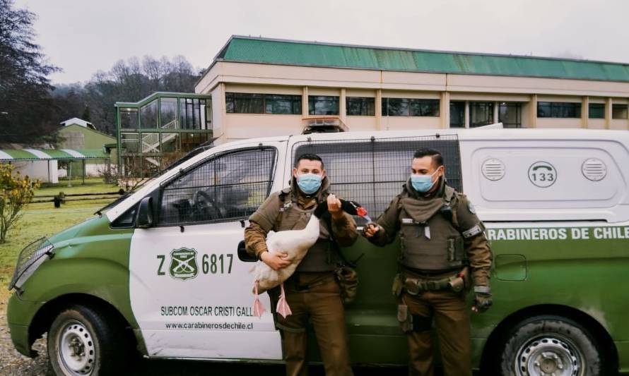 Continúan rescates de animales: ahora fue un cisne de cuello negro