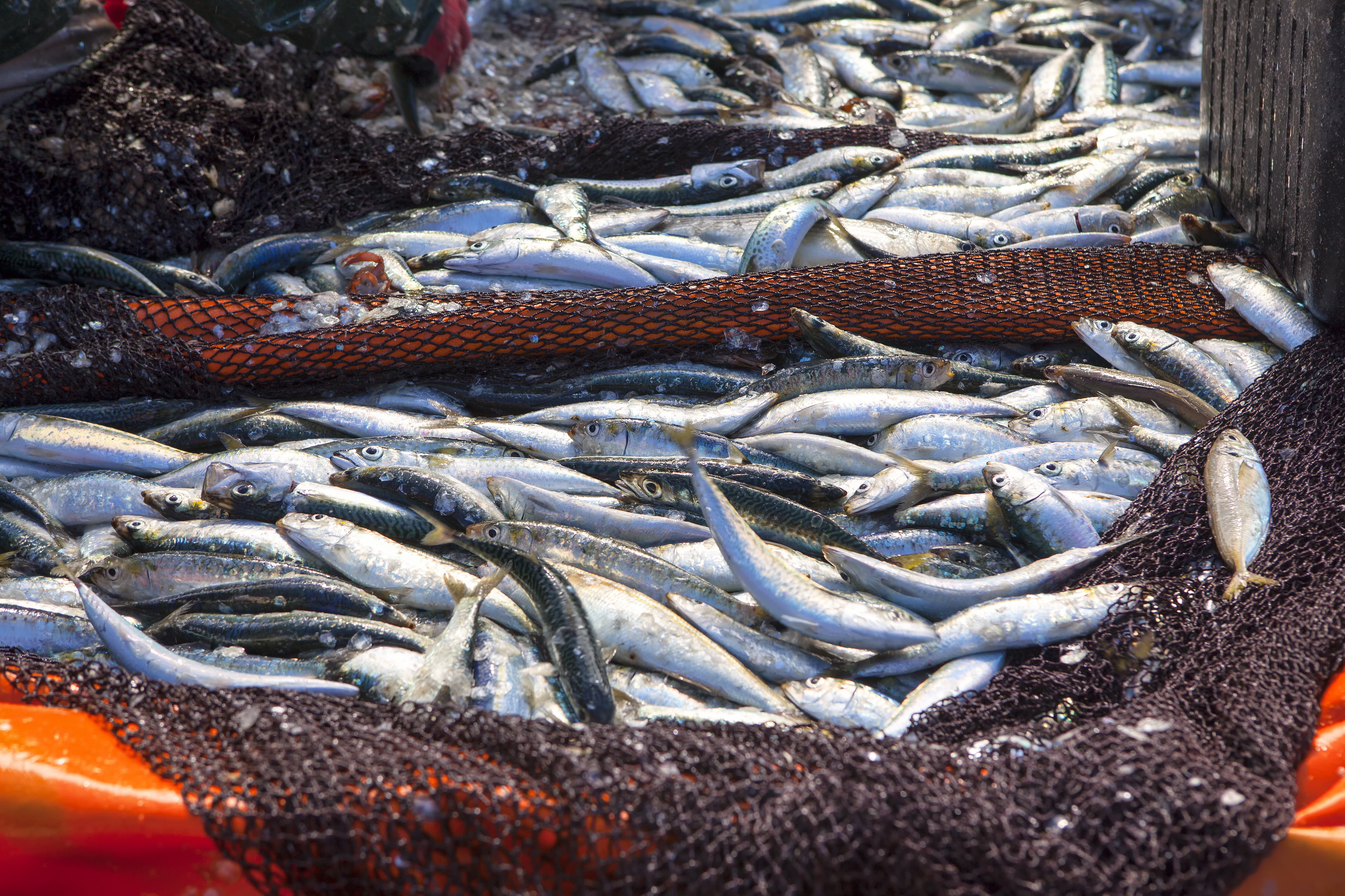 Subpesca presenta plan de acción para reducir pérdida y desperdicio de recursos marinos en caletas