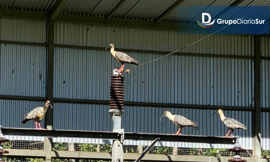 Saesa y la UACh realizan estudio para minimizar accidentes de aves con instalaciones de transmisión