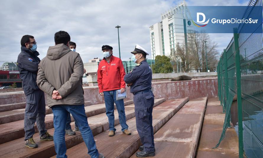 MOP buscará impedir acceso de lobos marinos a la Costanera de Valdivia 