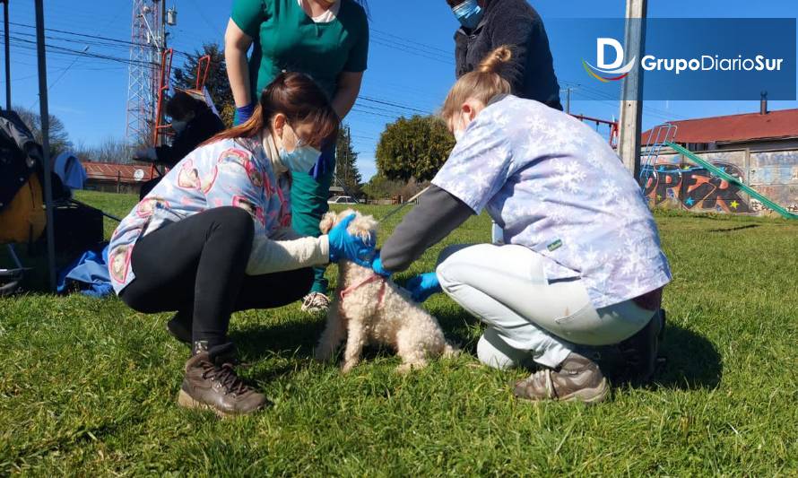 Decenas de perros y gatos fueron vacunados contra la rabia en barrio de Valdivia 