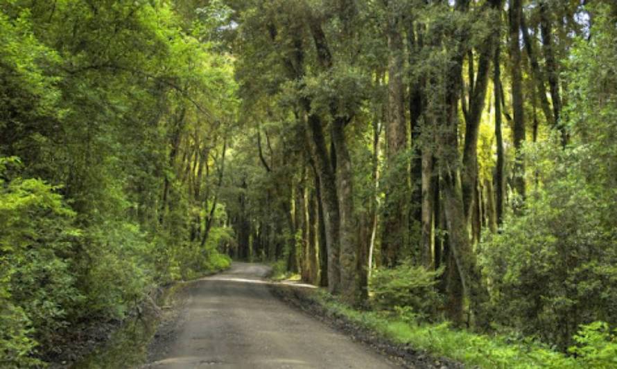 Lago Ranco será locación de película filmada en un solo plano secuencia 