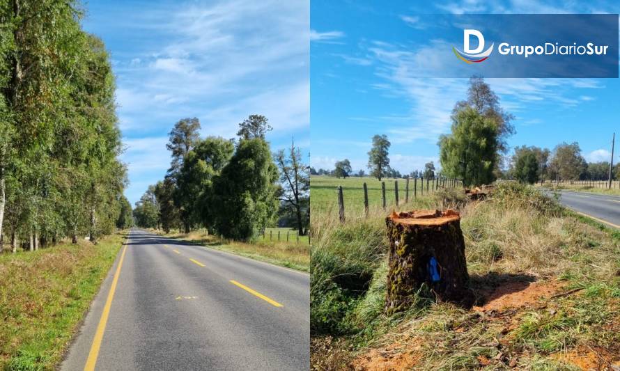 El antes y después del corte de árboles. (Cedidas)