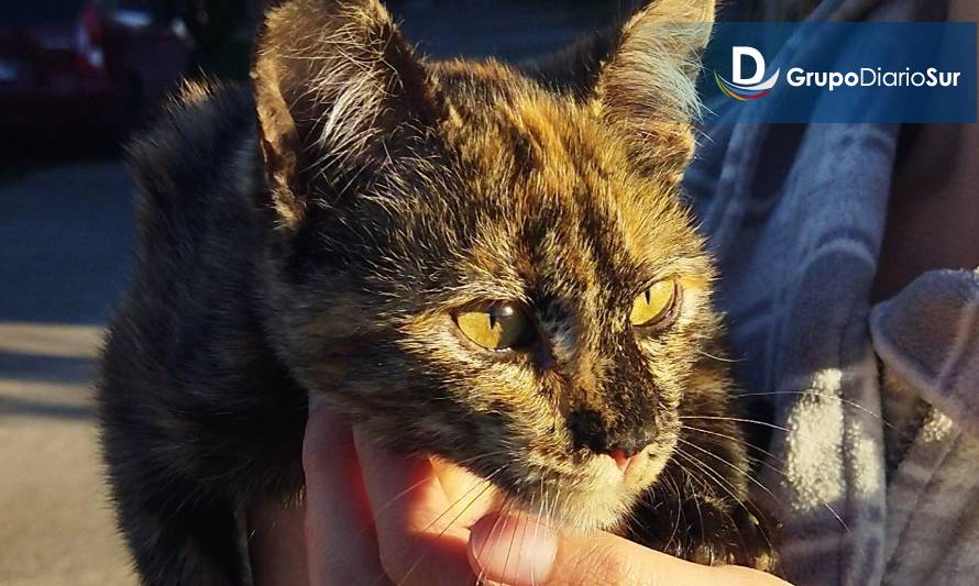 Gatita fue abandonada y gracias a campaña en redes sociales ya tiene nueva familia