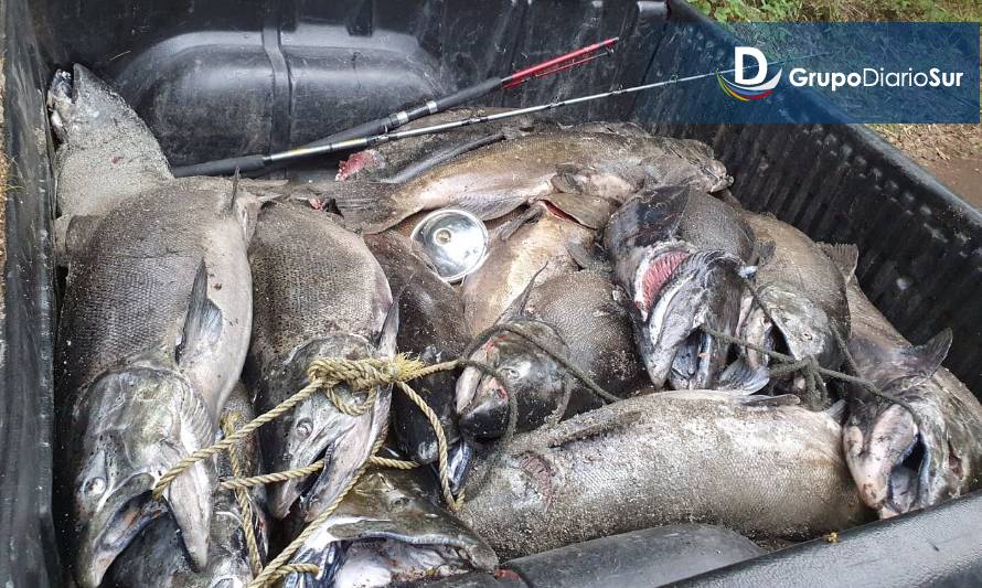 Lo incautado fue desnaturalizado pues no era apto para el consumo humano. Crédito: Sernapesca.