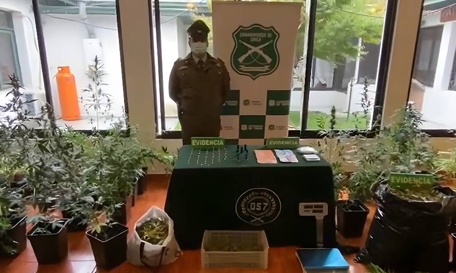 Efectivos del OS7 de Los Ríos ejecutó el operativo. Imagen créditos Carabineros región de Los Ríos.