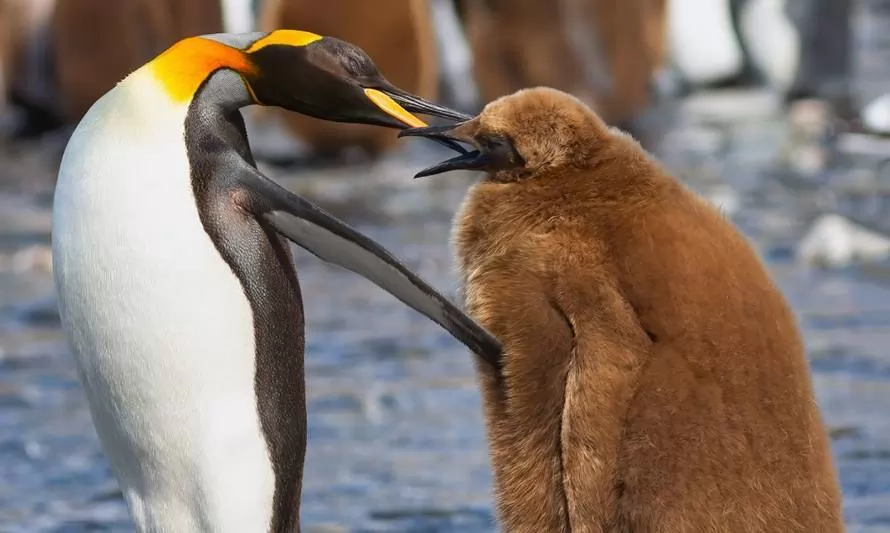 Día Mundial del Pingüino: relatos de la vida de un pingüino rey