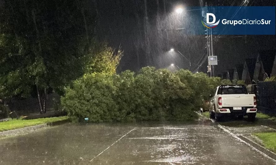 Precaución: reportan caída de árbol en avenida Intendente Luis Damann