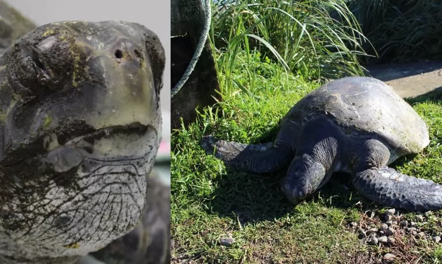 Heroica labor conjunta permitió rescate de tortuga varada en Calfuco