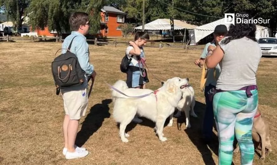 Ya comenzó el "Festival de Canes" en Parque Saval de Valdivia