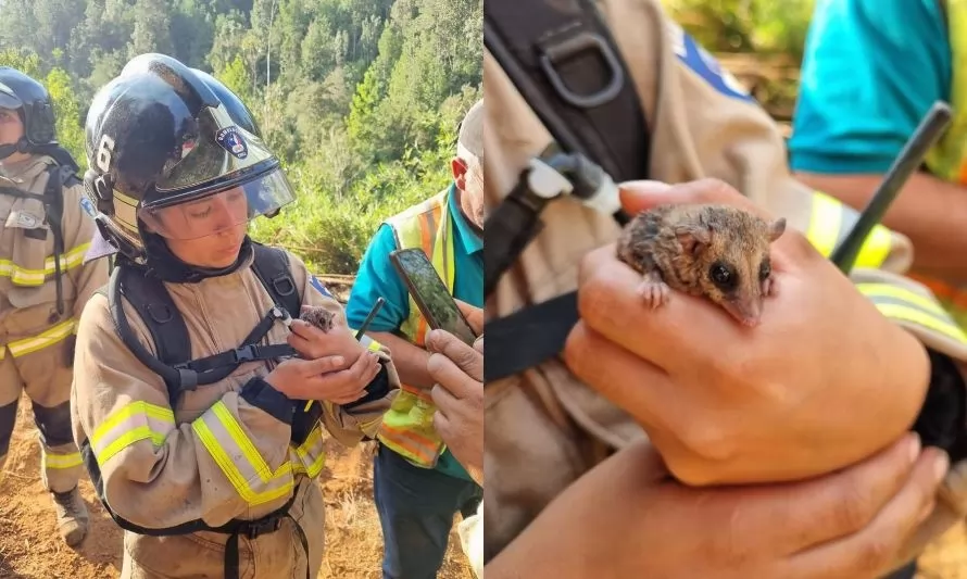 Bomberos rescatan a monito del monte de incendios forestales en Mariquina