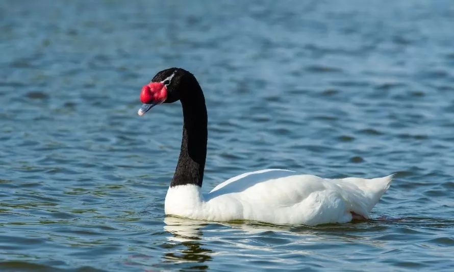 Incineran a más de 100 cisnes pertenecientes a santuario Carlos Anwandter afectados por gripe aviar