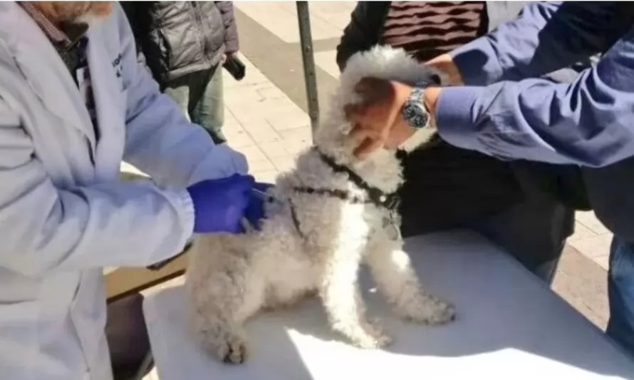 Seremi de Salud realizará vacunación de mascotas contra la rabia